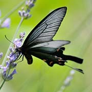 Алкиной / Atrophaneura alcinous — Сокращающийся в численности вид