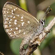 Голубянка Давида / Neolycaena davidi — вид бабочки из Красной книги РФ