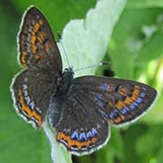 Голубянка Ореас / Neolycaena oreas — вид бабочки из Красной книги РФ