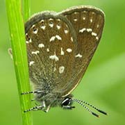 Голубянка Римн / Neolycaena rhymnus — вид бабочки из Красной книги РФ