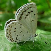 Голубянка Филипьева / Neolycaena filipjevi — Находящийся под угрозой исчезновения вид