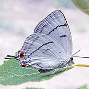 Зефир превосходный / Protantigius superans  — вид бабочки из Красной книги РФ