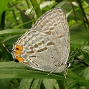 Зефир тихоокеанский / Goldia pacifica — вид бабочки из Красной книги РФ