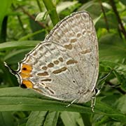 Зефир тихоокеанский / Goldia pacifica