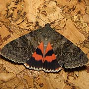 Лента Кочубея / Catocala kotshubeji — вид бабочки из Красной книги РФ