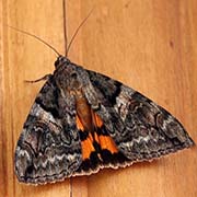 Лента Мольтрехта / Catocala moltrechti  — вид бабочки из Красной книги РФ