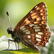 Люцина / Hamearis lucina — вид бабочки из Красной книги РФ