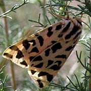 Медведица монгольская / Palearctia mongolica  — вид бабочки из Красной книги РФ