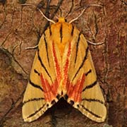 Медведица уединённая / Camptoloma interiorata  — вид бабочки из Красной книги РФ