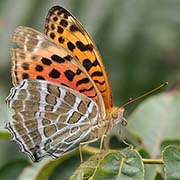 Перламутровка зенобия / Argynnis zenobia — Сокращающийся в численности вид