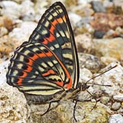 Сёкия исключительная / Seokia eximia  — вид бабочки из Красной книги РФ