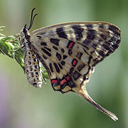 Серицин Монтела / Sericinus montela  — вид бабочки из Красной книги РФ