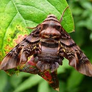 Сфекодина хвостатая / Sphecodina caudata  — вид бабочки из Красной книги РФ