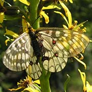Аполлон Фельдера / Parnassius felderi  — вид бабочки из Красной книги РФ