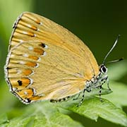 Хвостатка Рафаэля / Coreana raphaelis  — вид бабочки из Красной книги РФ