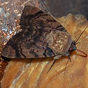 Аркте голубая / Arcte coerula — вид бабочки из Красной книги РФ
