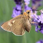 Бибазис орлиная / Bibasis aquilina  — вид бабочки из Красной книги РФ
