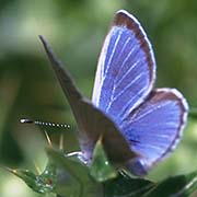 Голубянка Аргали / Glaucopsyche argali  — вид бабочки из Красной книги РФ