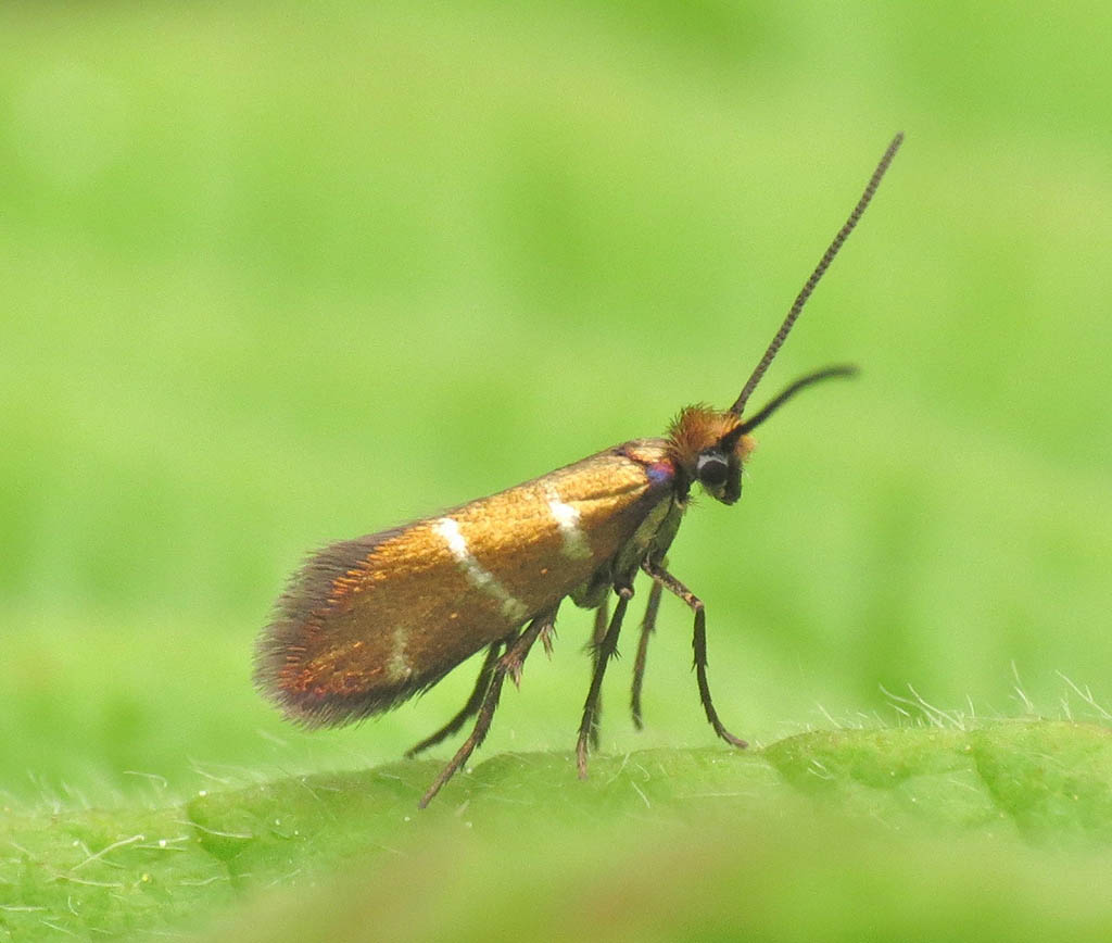 Моль зубатая полосатая (Micropterix aruncella), самец