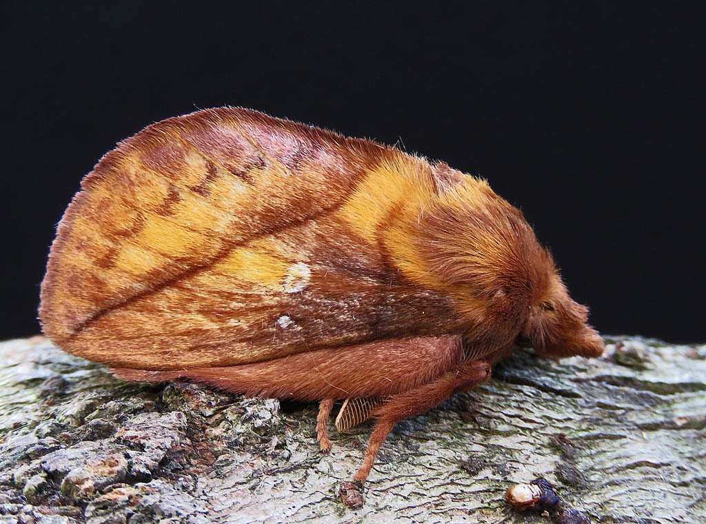 Коконопряд травяной (Euthrix potatoria)