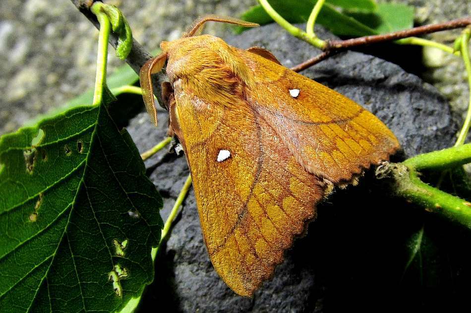 Коконопряд сливовый (Odonestis pruni)