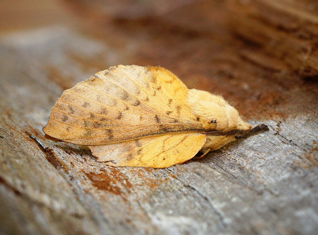 Коконопряд тополеволистный (Gastropacha populifolia)