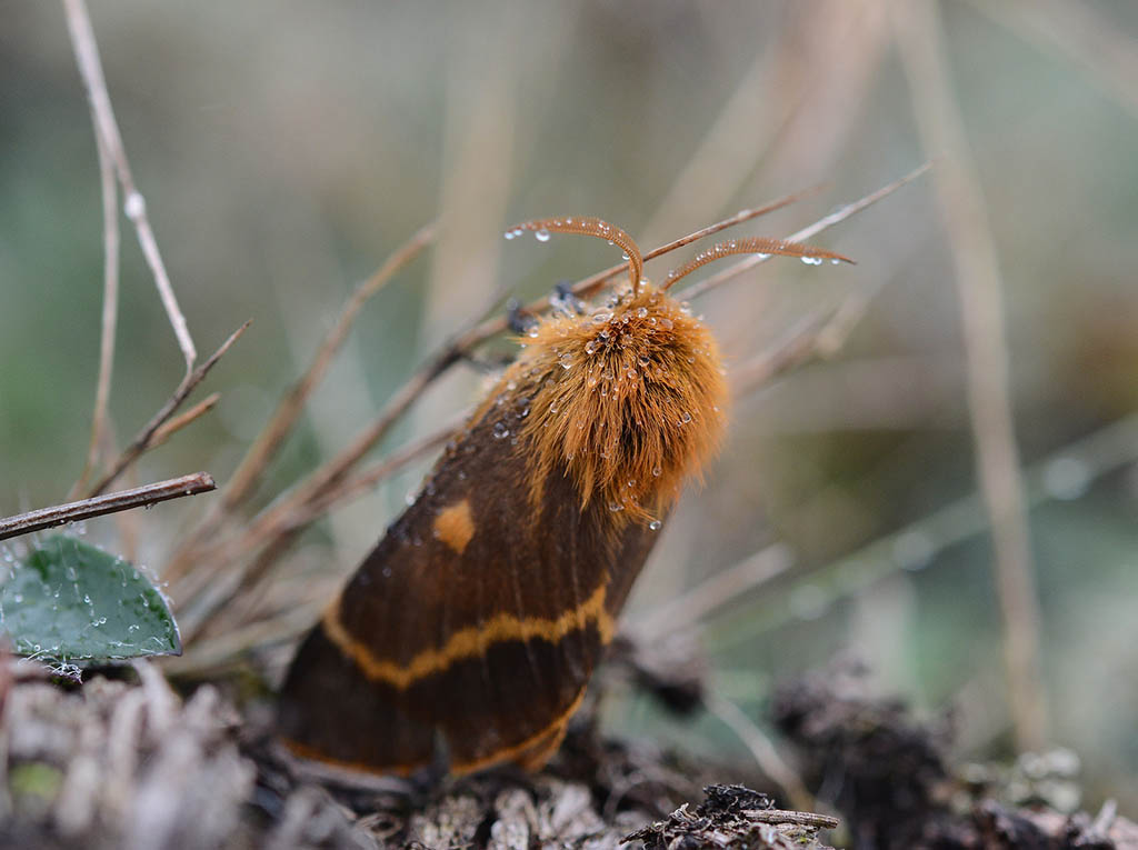 Коконопряд салатный (Lemonia dumi)