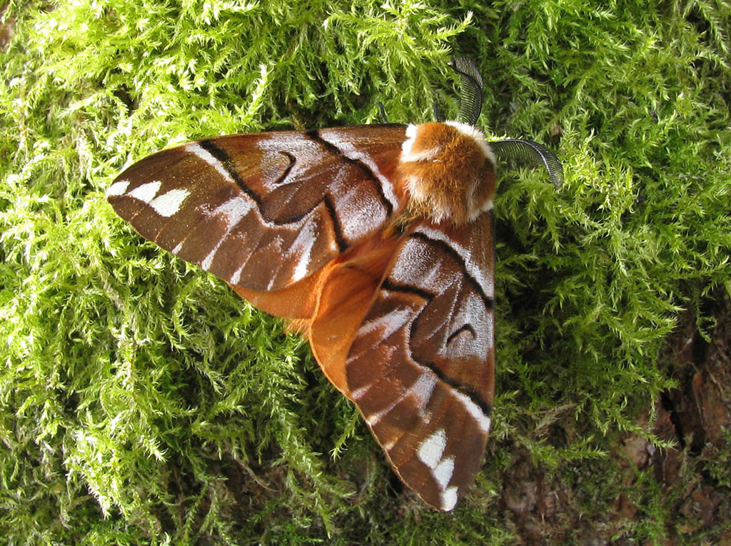 Шелкопряд берёзовый (Endromis versicolora)