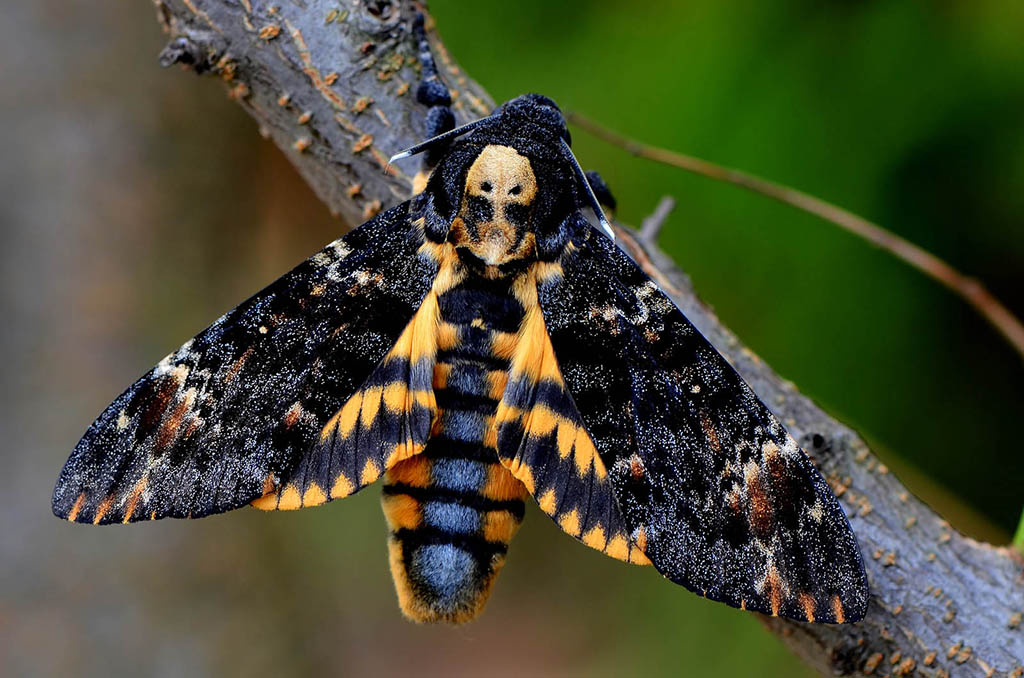 Бражник мёртвая голова (Acherontia atropos)