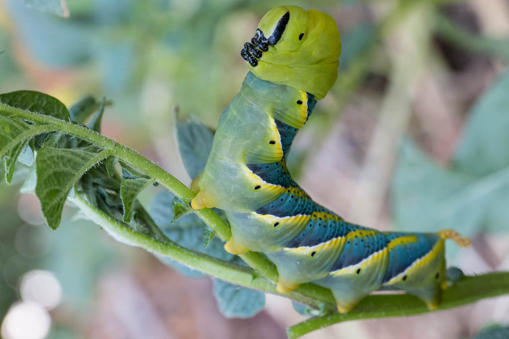 Бражник мёртвая голова (Acherontia atropos), гусеница