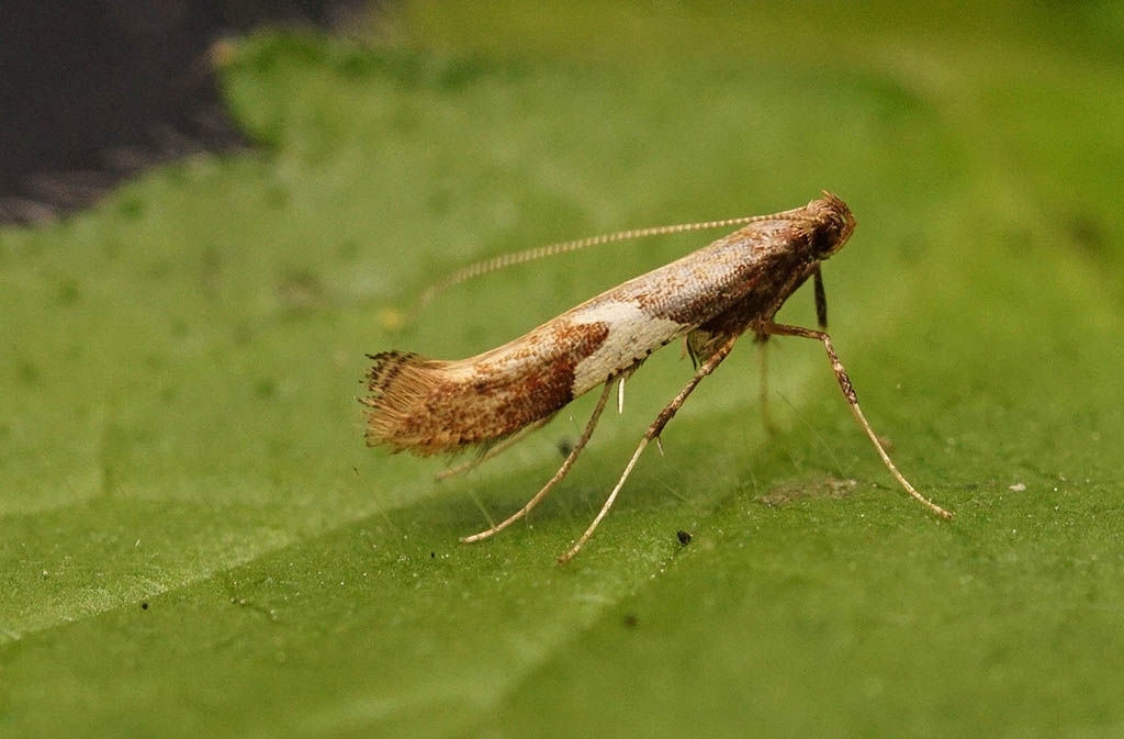 Моль тощая ивовая (Caloptilia stigmatella)