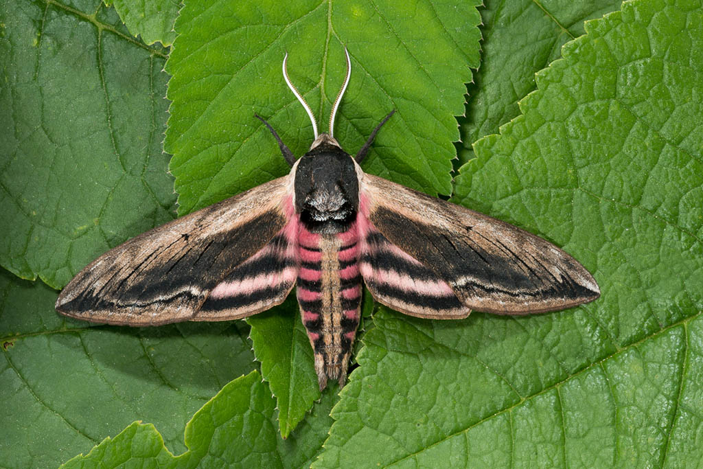 Бражник сиреневый (Sphinx ligustri)