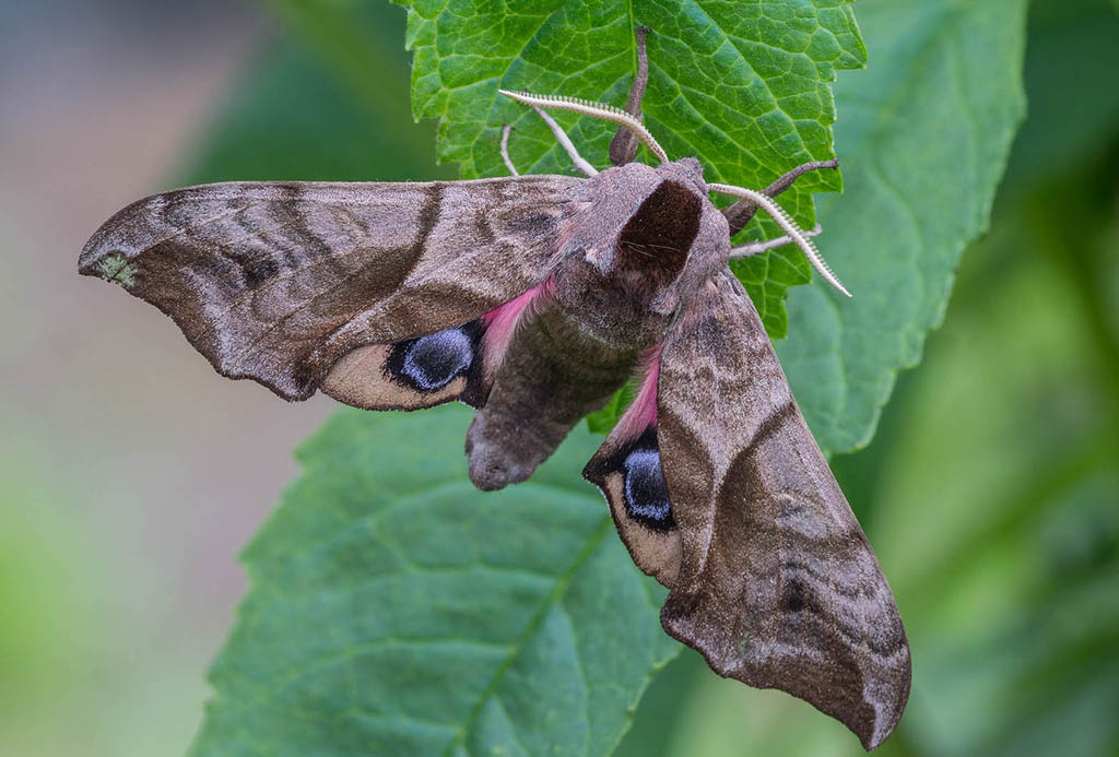 Бражник глазчатый (Smerinthus ocellata)