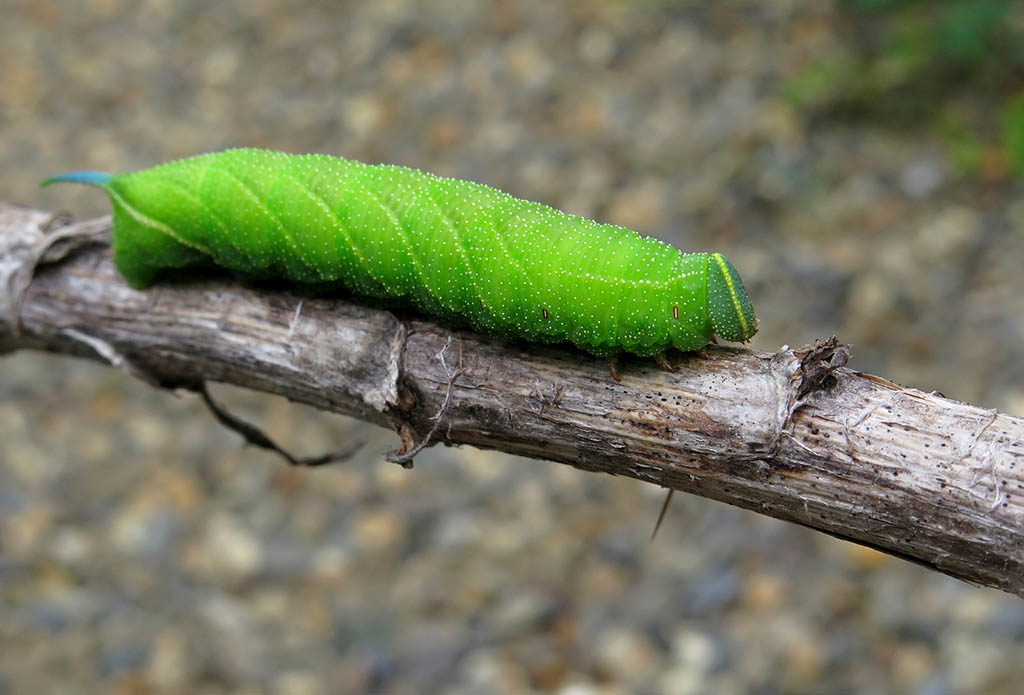 Бражник глазчатый (Smerinthus ocellata), гусеница