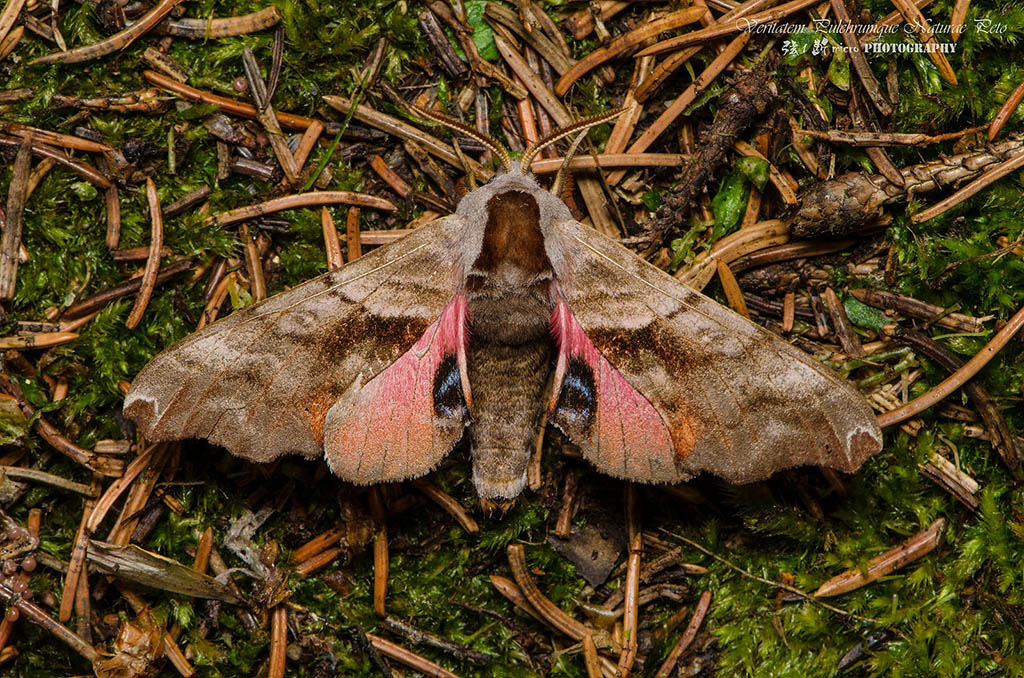 Бражник слепой (Smerinthus caecus)