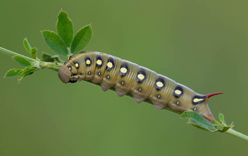 Бражник подмаренниковый (Hyles gallii), гусеница