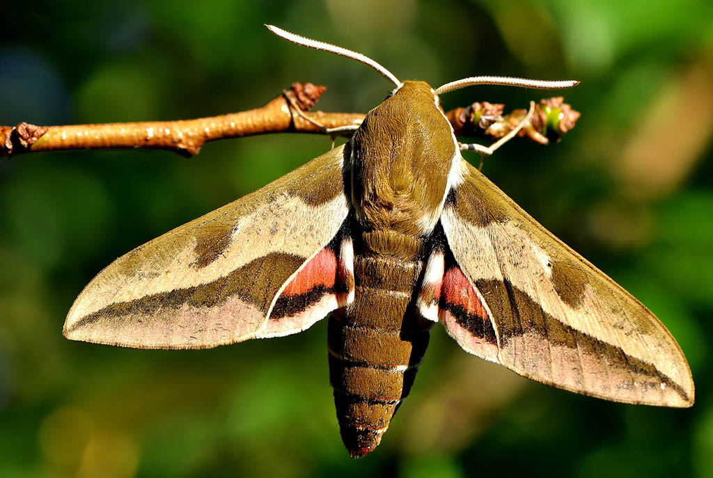 Бражник молочайный (Hyles euphorbiae)