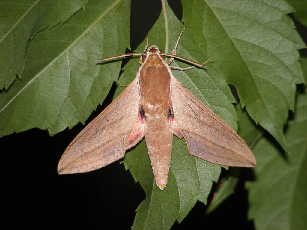 Бражник облепиховый (Hyles hippophaes)