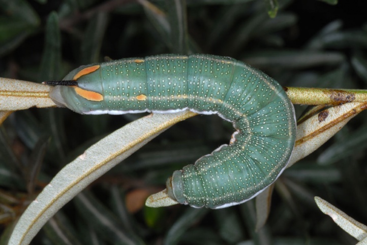 Бражник облепиховый (Hyles hippophaes), гусеница