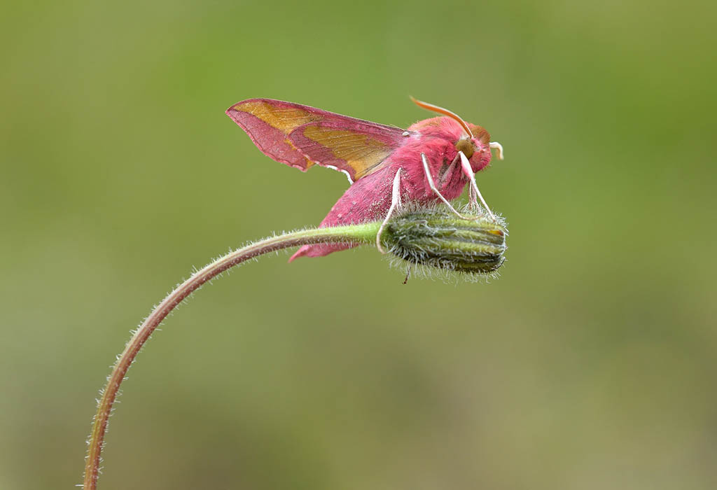 Бражник винный малый (Deilephila porcellus)