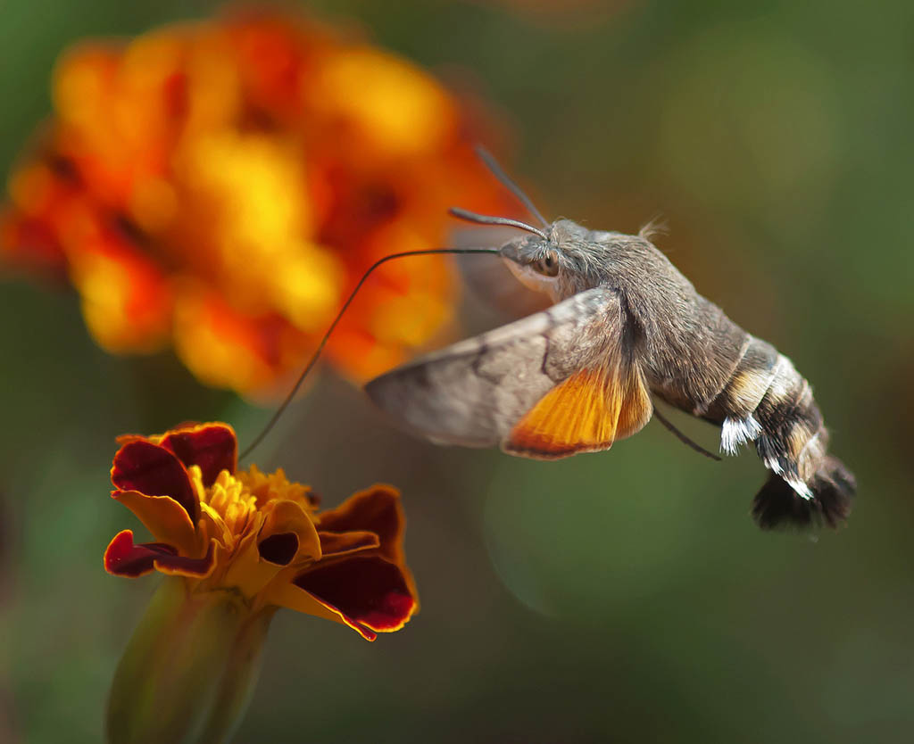 Бражник-языкан (Macroglossum stellatarum)