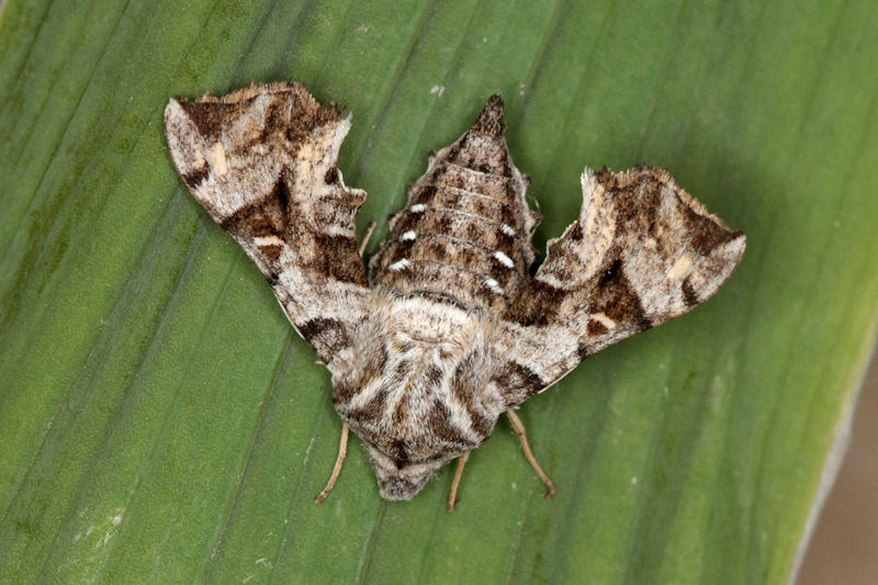 Бражник карликовый (Sphingoneopsis gorgoniades)