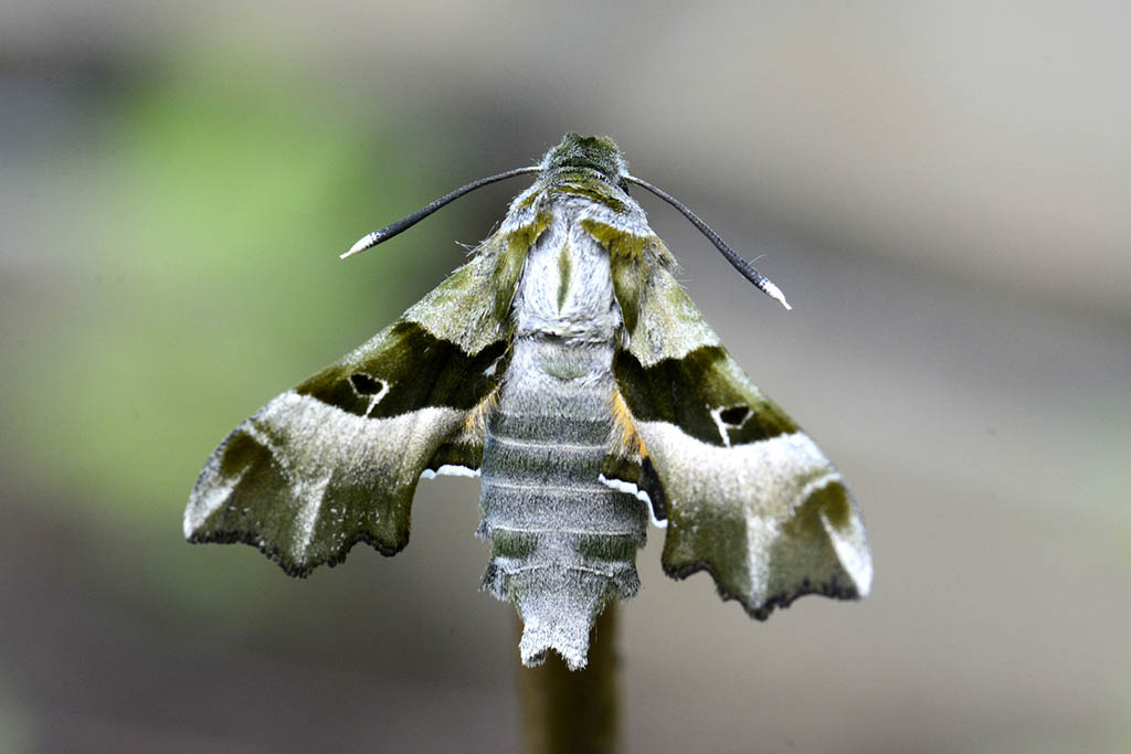 Бражник прозерпина (Proserpinus proserpina)