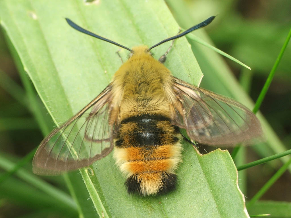 Шмелевидка скабиозовая (Hemaris tityus)