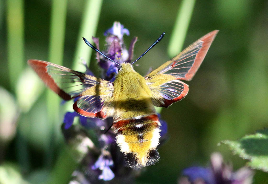 Шмелевидка жимолостная (Hemaris fuciformis)