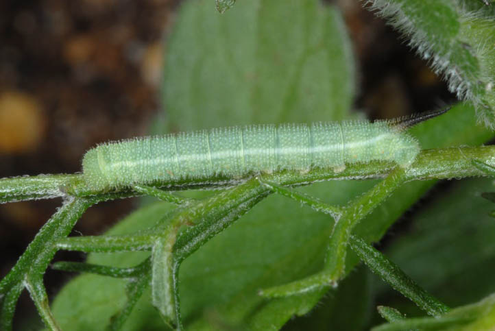 Шмелевидка хорватская (Hemaris croatica), гусеница