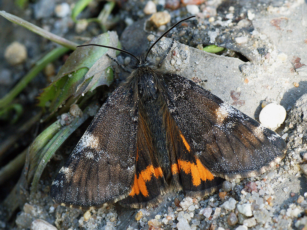 Весенница берёзовая (Archiearis parthenias)