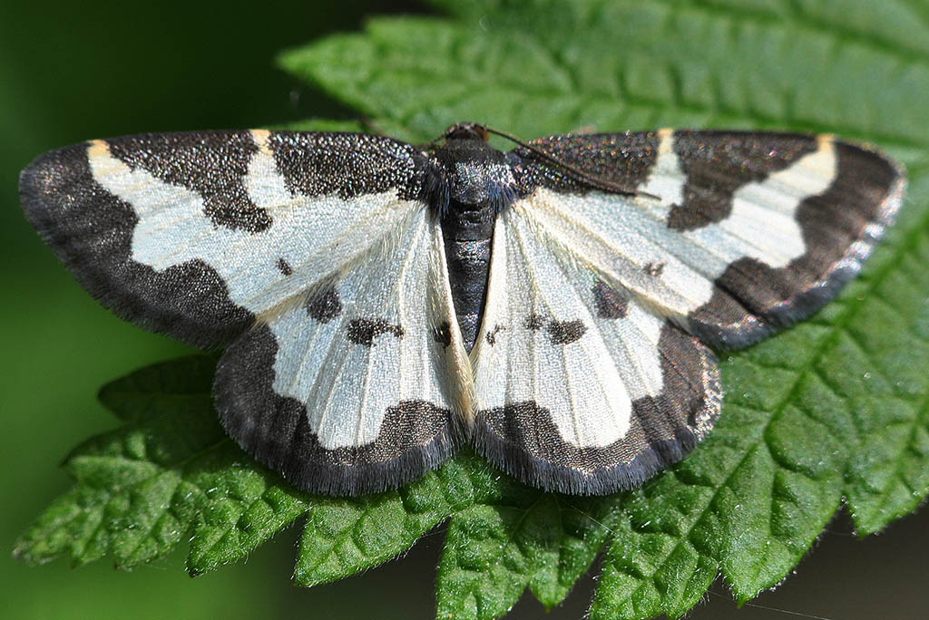 Пяденица каёмчатая (Lomaspilis marginata)