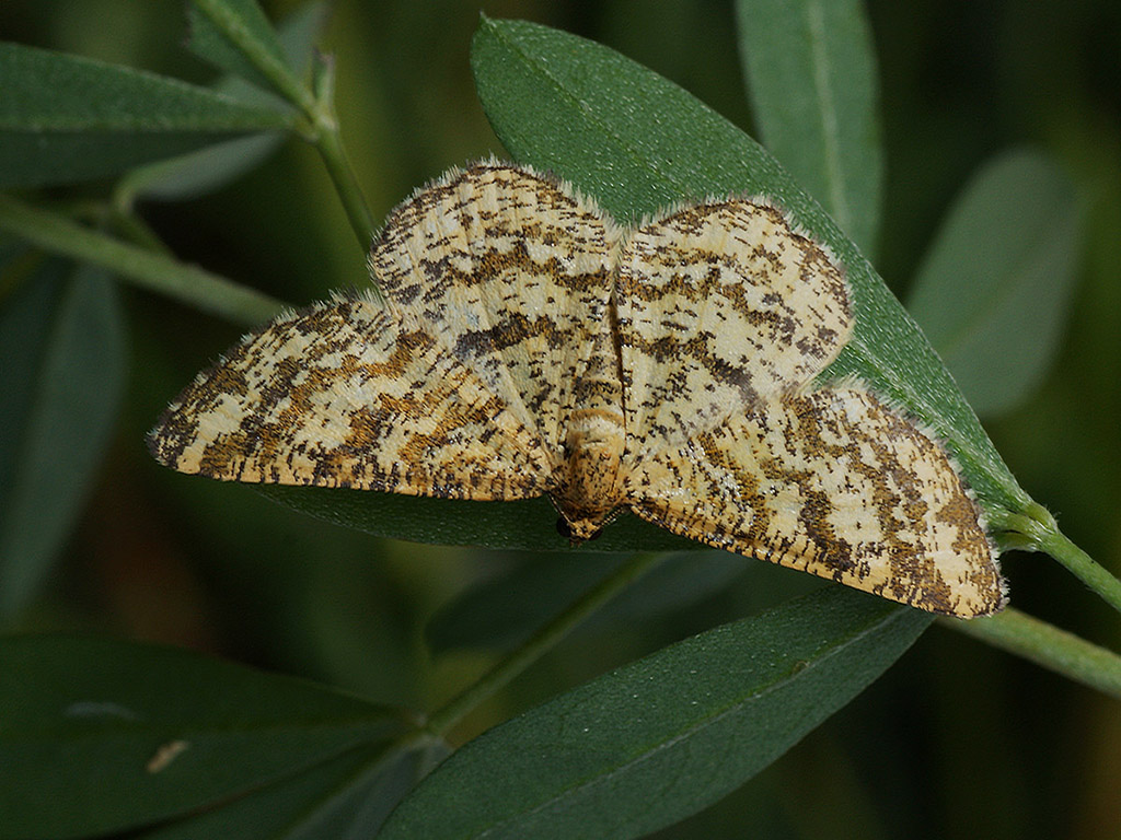 Пяденица жёлто-бурая гладконогая (Heliomata glarearia)