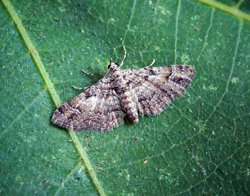 Пяденица луговая серая (Tephrina murinaria)